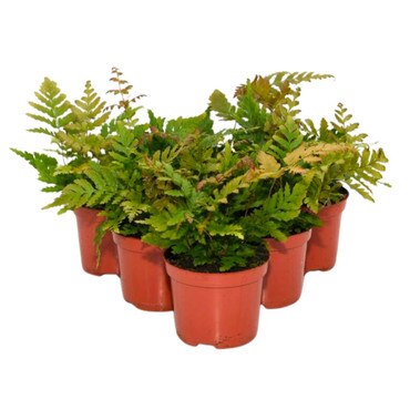 Collection of 6 Shield Fern Plants